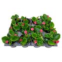 Bild von Begonia P9 Grbl Rose